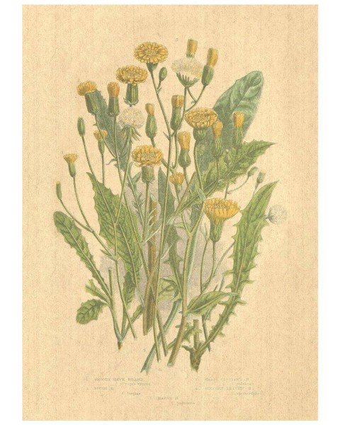 Flax Art Poster | Encyclopedia Wildflower C | FWP-AP-EN1C